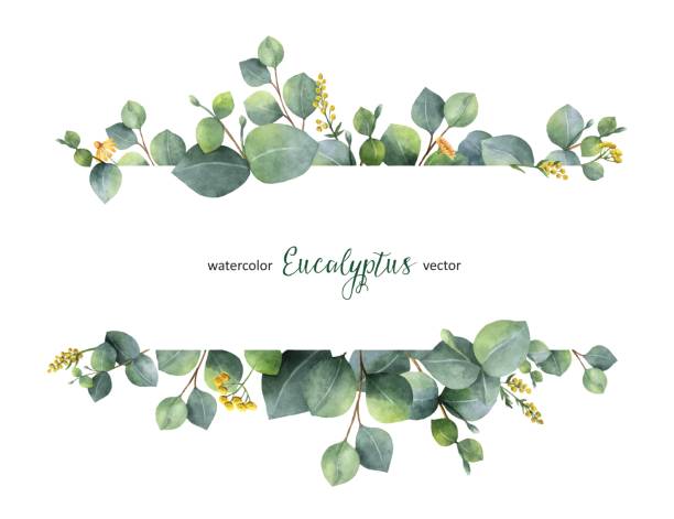 Watercolor vector green floral banner with silver dollar eucalyptus leaves and branches isolated on white background. Watercolor vector hand painted green floral banner with silver dollar eucalyptus isolated on white background. Healing Herbs for cards, wedding invitation, posters, save the date or greeting design. branch plant part illustrations stock illustrations