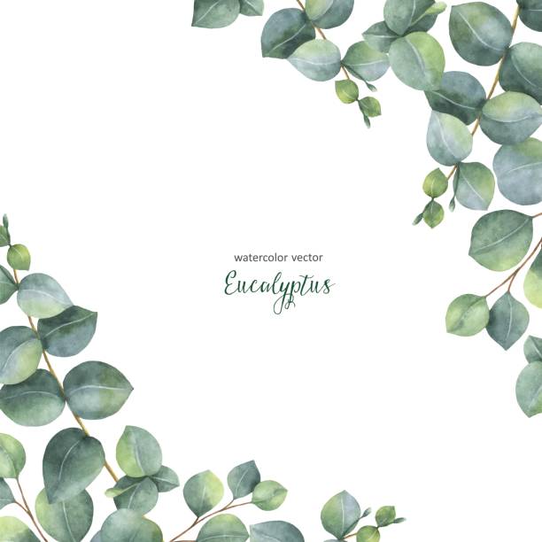 istock Watercolor vector green floral card with silver dollar eucalyptus leaves and branches isolated on white background. 836680922