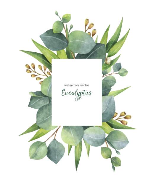 istock Watercolor vector green floral card with eucalyptus leaves and branches isolated on white background. 836680944