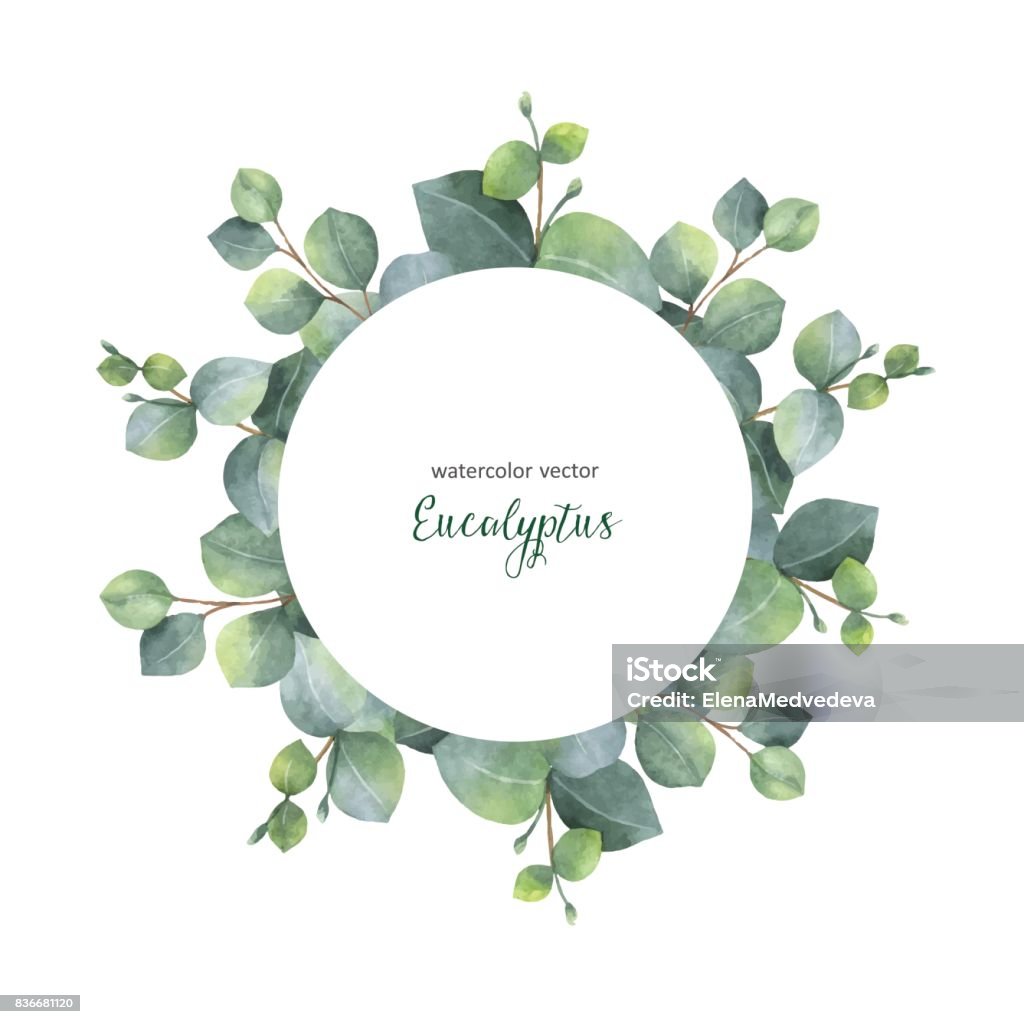 Watercolor vector wreath with silver dollar eucalyptus leaves and branches. Watercolor vector hand painted wreath with silver dollar eucalyptus leaves and branches. Healing Herbs for wedding invitation, posters, save the date or greeting design. Eucalyptus Tree stock vector