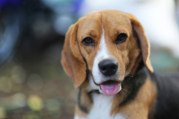 istock Portrait of a cute beagle dog. 836681288