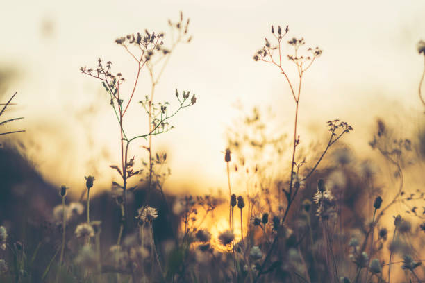 istock Beautiful natural flowers with sunlight in the evening. 836683804
