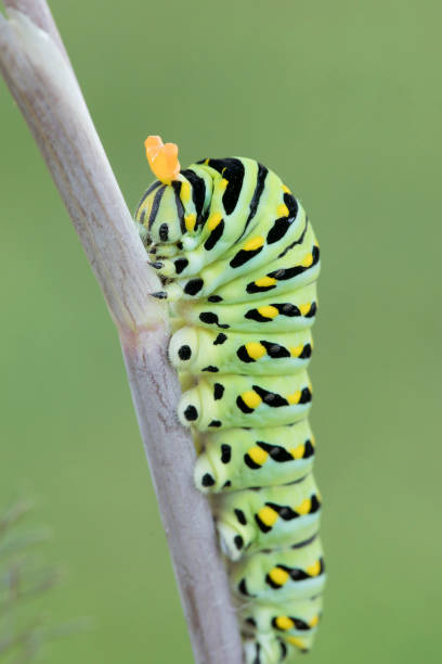 istock Black Swallowtail Butterfly Caterpillar with it's osmeteria (stinkhorns)extended 836684056