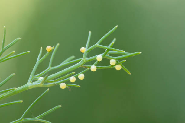 Black Swallowtail Butterfly Eggs on Fennel Plant stock photo