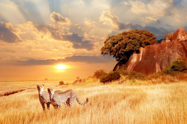 ghepardi nella savana africana sullo sfondo di un bellissimo tramonto. parco nazionale del serengeti. tanzania. africa - parco nazionale del serengeti foto e immagini stock