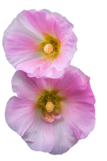 istock Two flowers of pink mallow on white background 836685228