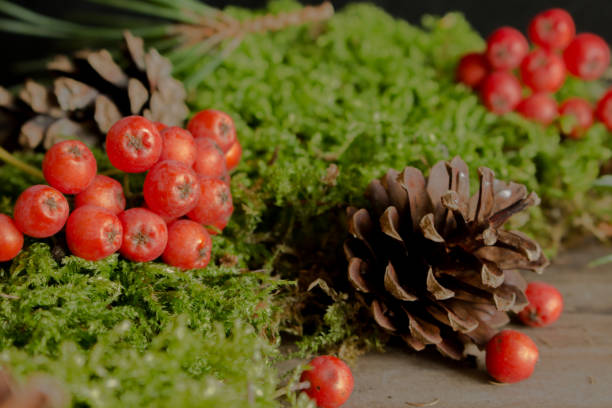 istock Rowan fruits and cones on green mch. 836688504