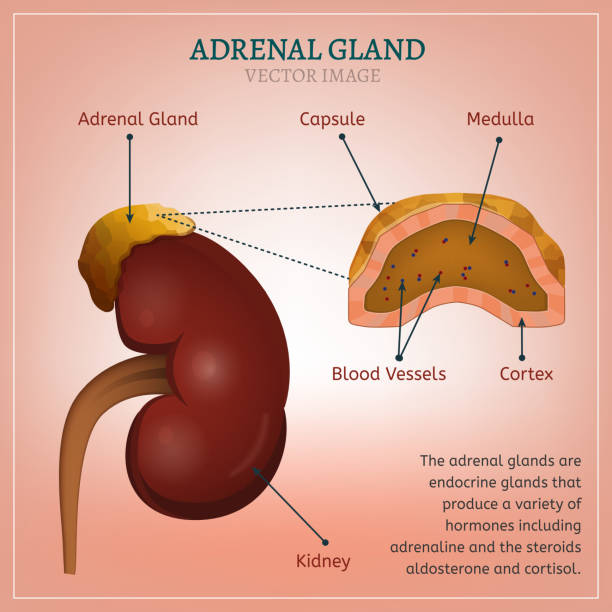 ilustrações de stock, clip art, desenhos animados e ícones de adrenal gland image - suprarenal gland