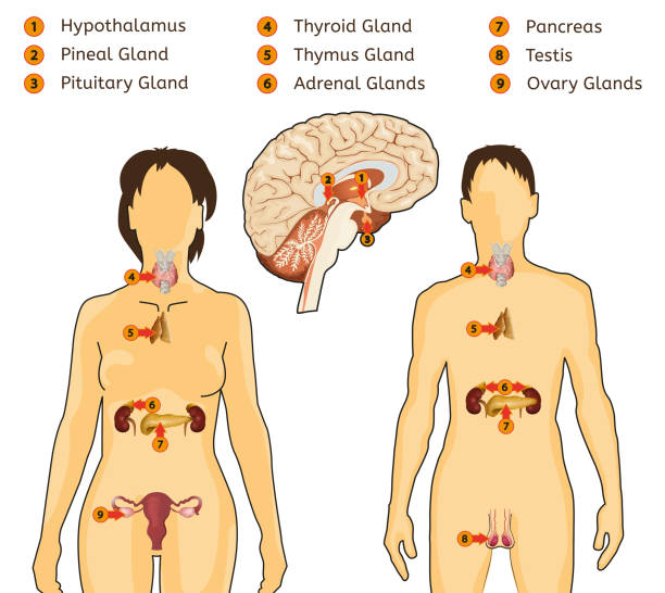 Endocrine System Image Female and Male endocrine system. Human comparative anatomy. Human silhouette with detailed internal organs. Vector illustration isolated on a white background. drawing of the adrenal gland stock illustrations
