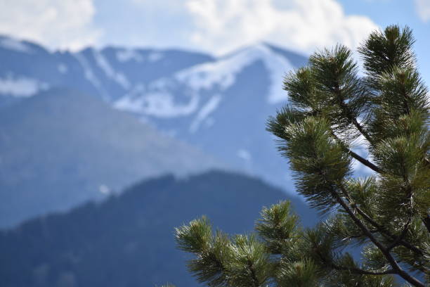 istock A Tree by the Rocky Mountains 836692358