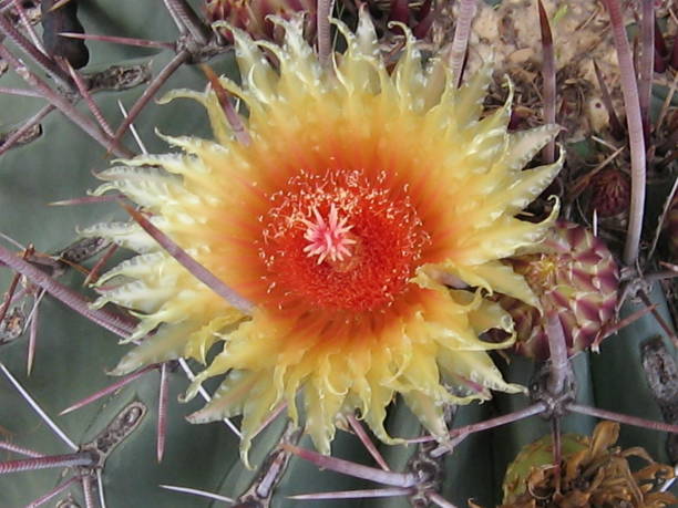 istock Cactus flower in yellow and red 836697998