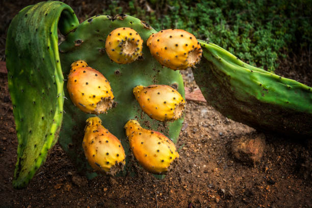 cactus de paleta con prickley pear - prickley pear cactus fotografías e imágenes de stock