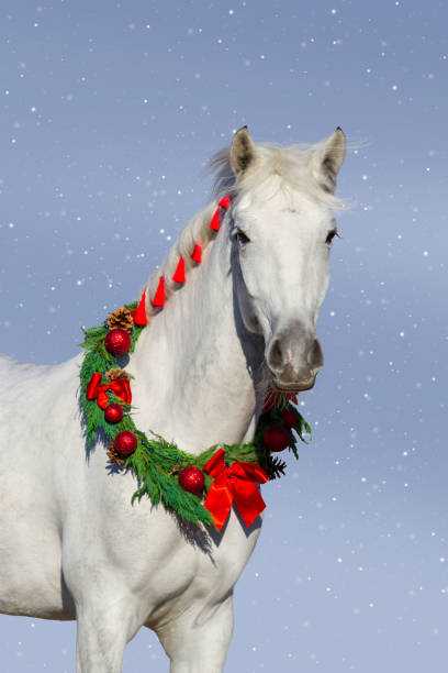 retrato de caballo de navidad - draft horse fotografías e imágenes de stock
