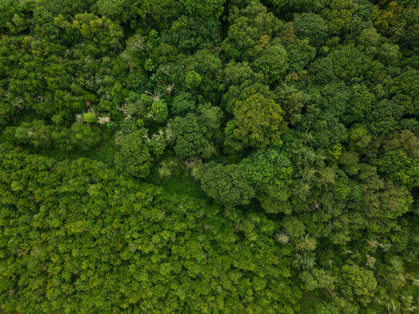 istock Aerial of a pine forest, Roscommon, Ireland. 836703014