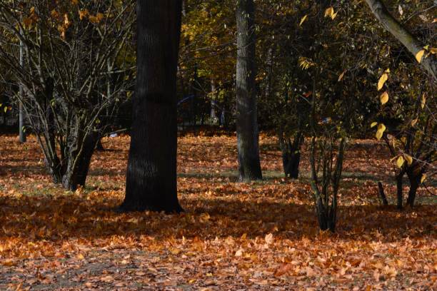 istock Golden October 2016 in Berlin Spandau, Germany 836704912