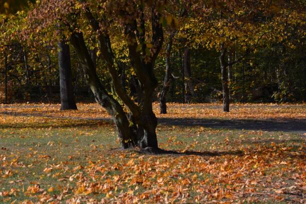 istock Golden October 2016 in Berlin Spandau, Germany 836706910