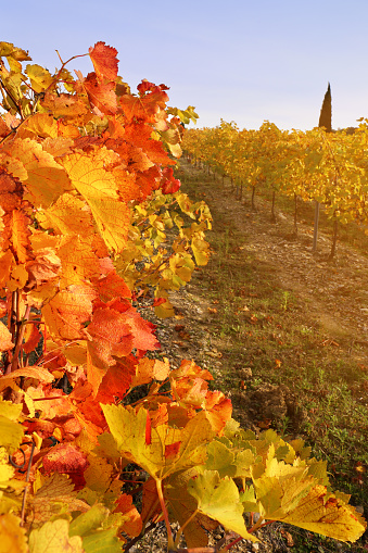 France, the Provence region: autumn vineyard