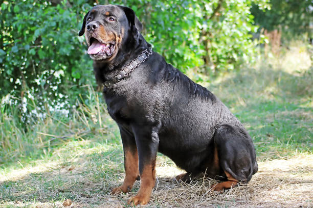 istock Beautiful Old Dog Rottweiler 836710556