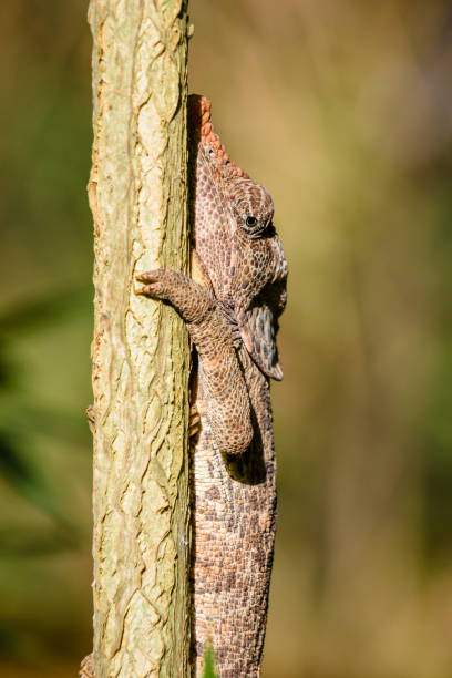 istock Portrait of Madagascar Chameleon 836713240