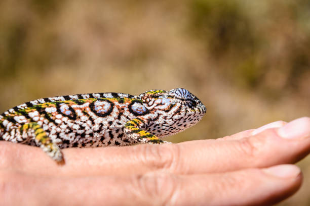 istock Portrait of Madagascar Chameleon 836713304
