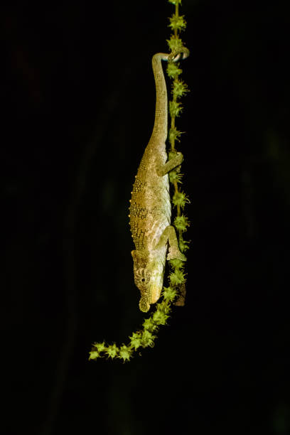 istock Portrait of Madagascar Chameleon 836713458