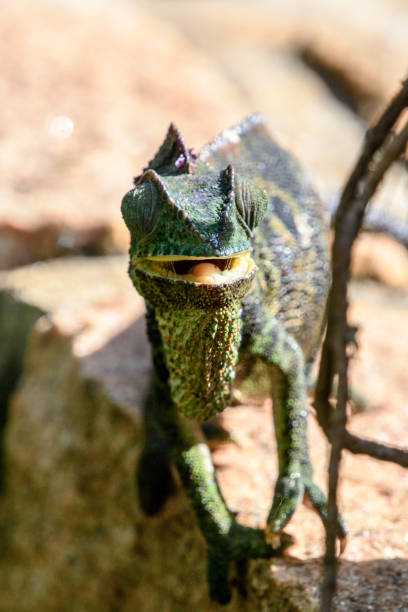 portret kameleona madagaskaru - madagascan zdjęcia i obrazy z banku zdjęć