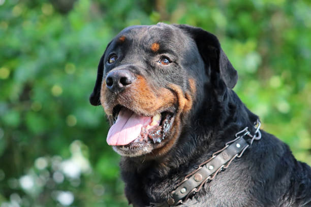 istock Beautiful Old Dog Rottweiler 836713574