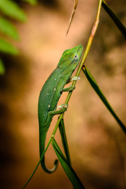 istock Portrait of Madagascar Chameleon 836713578