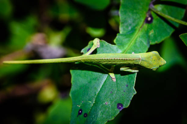 istock Portrait of Madagascar Chameleon 836713630