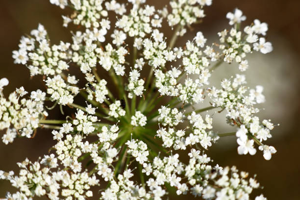 Inflorescence of Pimpinella saxifraga, or burnet-saxifrage, solidstem burnet saxifrage, lesser burnet or salad burnet . Close-up of wildflower Inflorescence of Pimpinella saxifraga, or burnet-saxifrage, solidstem burnet saxifrage, lesser burnet or salad burnet . Close-up of wildflower pimpinella saxifraga stock pictures, royalty-free photos & images