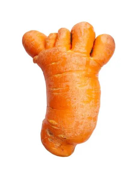 Photo of Unusual carrot in the form of a human hand or foot, isolated on a white background