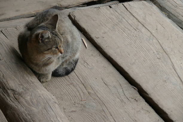 istock Wild cat in the mountains. 836716020
