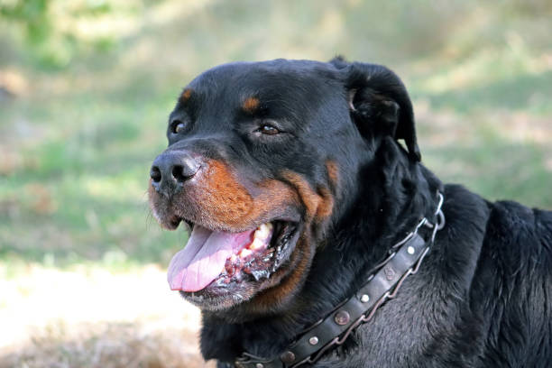 istock Beautiful Old Dog Rottweiler 836716282