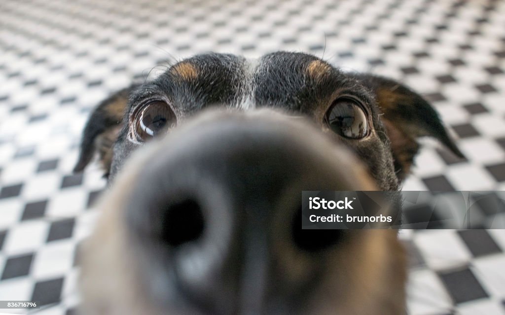 Playful dog face, black white and brown, with nose close to the camera lens, focus on face, closeup, with black and white tiled floor background Funny dog closeup Dog Stock Photo