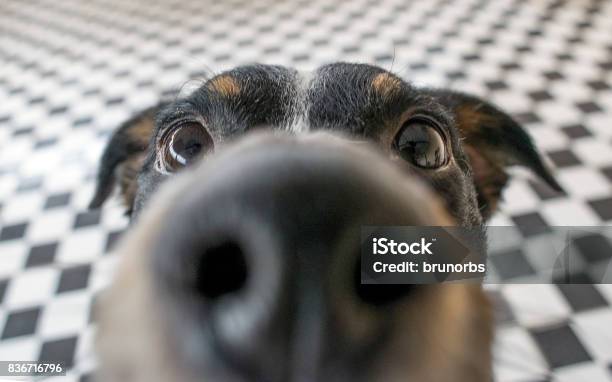 Playful Dog Face Black White And Brown With Nose Close To The Camera Lens Focus On Face Closeup With Black And White Tiled Floor Background Stock Photo - Download Image Now