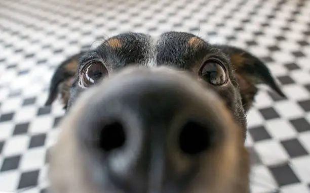 Photo of Playful dog face, black white and brown, with nose close to the camera lens, focus on face, closeup, with black and white tiled floor background