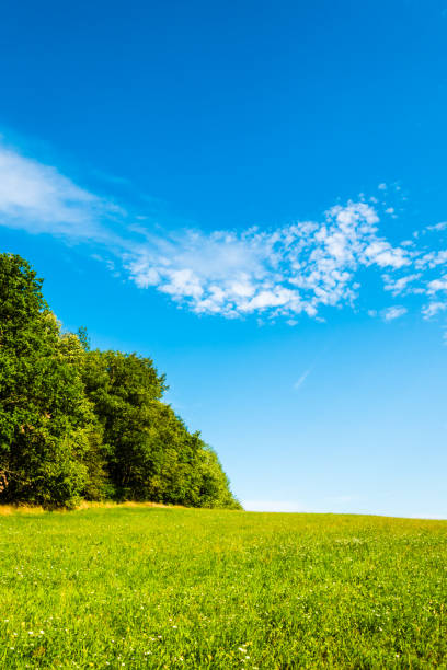 istock Beautiful summer scene with green meadow 836719306