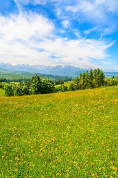 istock Spring flowers on green meadow with mountains view, Lapszanka, Tatra Mountains 836719712