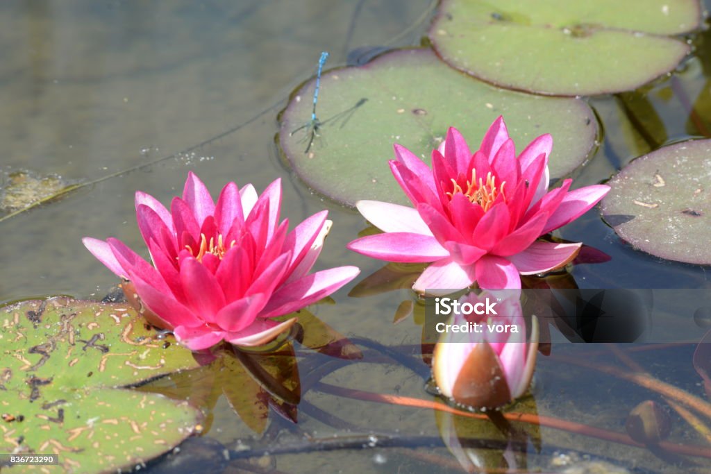 water lily Flower Stock Photo