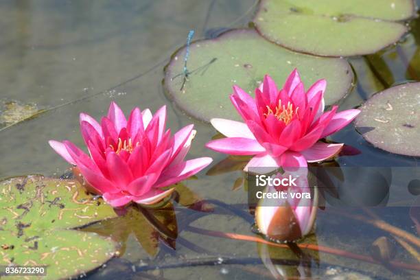 Water Lily Stock Photo - Download Image Now - Flower, Flower Head, Germany