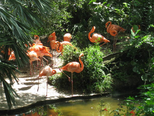 istock Homosassas Wildlife Park 836723330