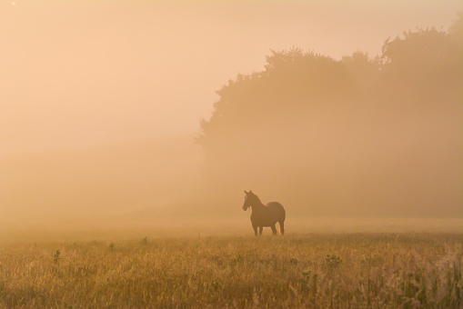 Horse in a foggy field