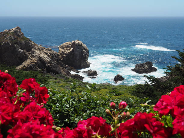 istock Overlooking the ocean from Rock Point with red flowers 836732092