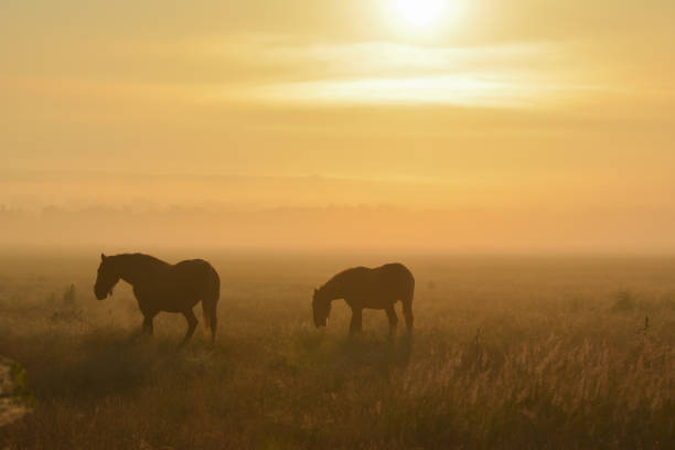 istock Two horses through a foggy field 836732094