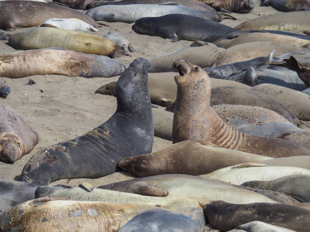 istock Two sea elephants barking at each other near San Simeon 836732134