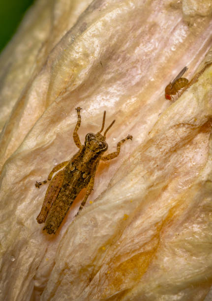 istock Cricket and small fly on a yellow flower petal 836738644