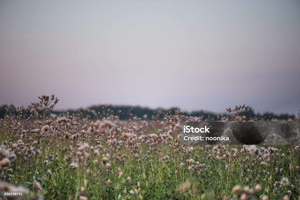 Thistles thistle field Agricultural Field Stock Photo