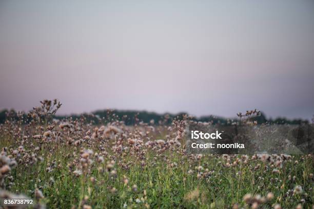 Thistles Stock Photo - Download Image Now - Agricultural Field, Dusk, Estonia