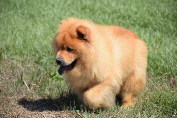istock Chow Chow walking sideways tongue out. 836741078