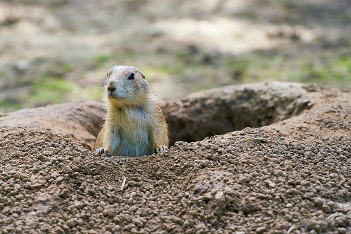 Watchful prairie dog in front of his earth hole